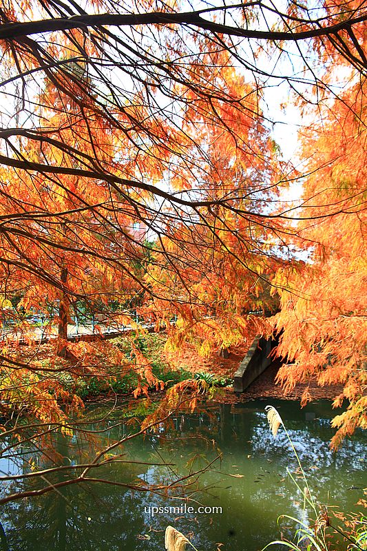 桃園景點【長庚養生文化村落羽松公園】絕美夢幻水上木棧道落羽松秘境