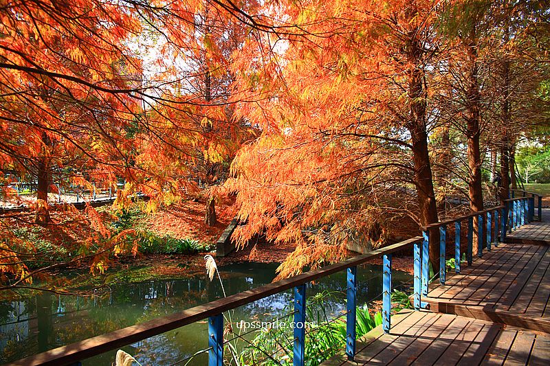 桃園景點【長庚養生文化村落羽松公園】絕美夢幻水上木棧道落羽松秘境 桃園景點【長庚養生文化村落羽松公園】絕美夢幻水上木棧道落羽松秘境