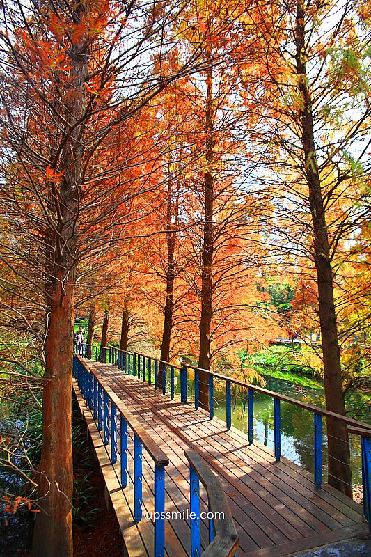 桃園景點【長庚養生文化村落羽松公園】絕美夢幻水上木棧道落羽松秘境 桃園景點【長庚養生文化村落羽松公園】絕美夢幻水上木棧道落羽松秘境