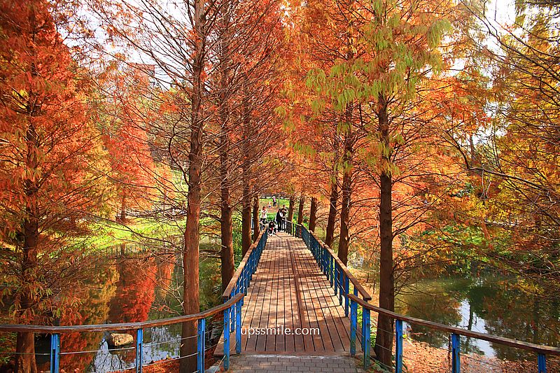 桃園景點【長庚養生文化村落羽松公園】絕美夢幻水上木棧道落羽松秘境 桃園景點【長庚養生文化村落羽松公園】絕美夢幻水上木棧道落羽松秘境
