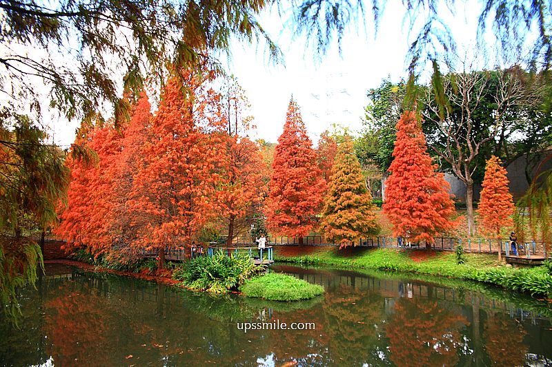 桃園景點【長庚養生文化村落羽松公園】絕美夢幻水上木棧道落羽松秘境 桃園景點【長庚養生文化村落羽松公園】絕美夢幻水上木棧道落羽松秘境