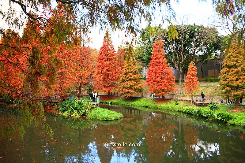 桃園景點【長庚養生文化村落羽松公園】絕美夢幻水上木棧道落羽松秘境 桃園景點【長庚養生文化村落羽松公園】絕美夢幻水上木棧道落羽松秘境