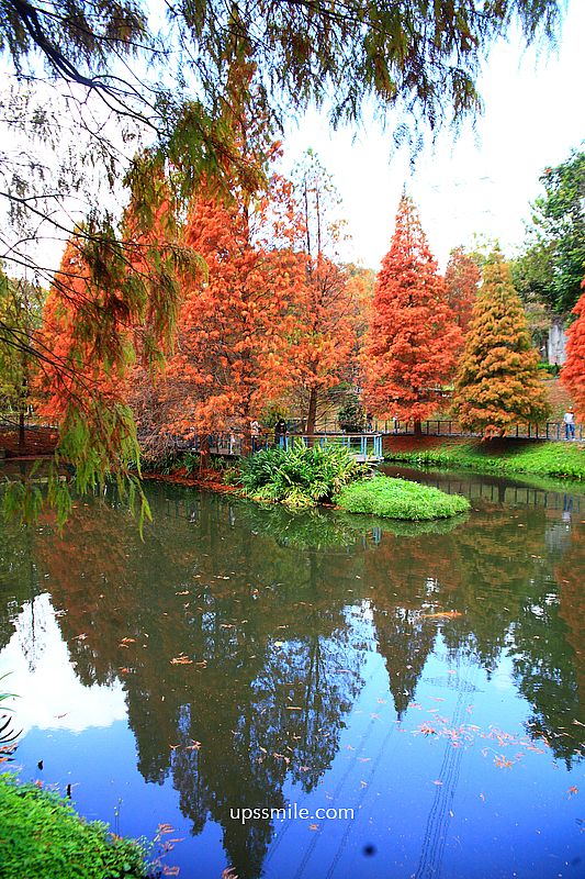 桃園景點【長庚養生文化村落羽松公園】絕美夢幻水上木棧道落羽松秘境 桃園景點【長庚養生文化村落羽松公園】絕美夢幻水上木棧道落羽松秘境