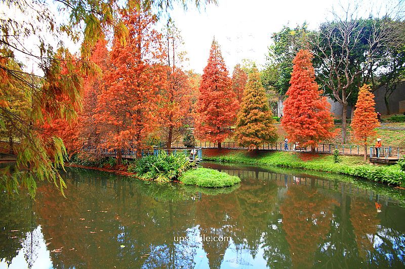桃園景點【長庚養生文化村落羽松公園】絕美夢幻水上木棧道落羽松秘境 桃園景點【長庚養生文化村落羽松公園】絕美夢幻水上木棧道落羽松秘境