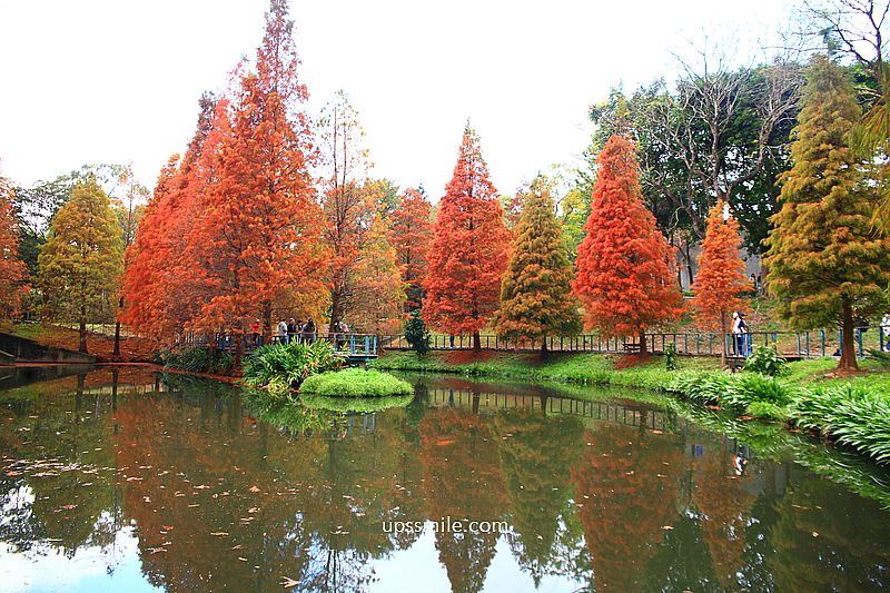 桃園景點【長庚養生文化村落羽松公園】絕美夢幻水上木棧道落羽松秘境 桃園景點【長庚養生文化村落羽松公園】絕美夢幻水上木棧道落羽松秘境