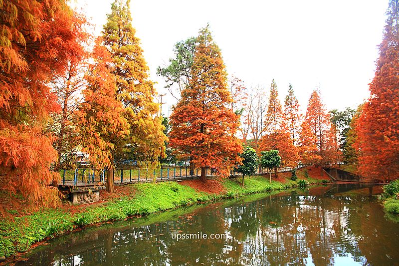 桃園景點【長庚養生文化村落羽松公園】絕美夢幻水上木棧道落羽松秘境 桃園景點【長庚養生文化村落羽松公園】絕美夢幻水上木棧道落羽松秘境