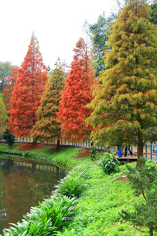 桃園景點【長庚養生文化村落羽松公園】絕美夢幻水上木棧道落羽松秘境 桃園景點【長庚養生文化村落羽松公園】絕美夢幻水上木棧道落羽松秘境