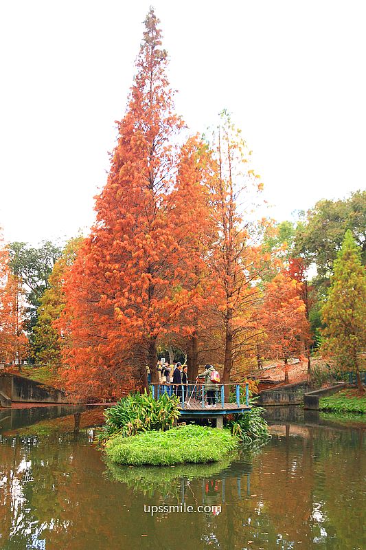 桃園景點【長庚養生文化村落羽松公園】絕美夢幻水上木棧道落羽松秘境 桃園景點【長庚養生文化村落羽松公園】絕美夢幻水上木棧道落羽松秘境