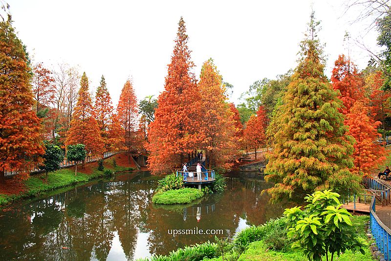 桃園景點【長庚養生文化村落羽松公園】絕美夢幻水上木棧道落羽松秘境 桃園景點【長庚養生文化村落羽松公園】絕美夢幻水上木棧道落羽松秘境