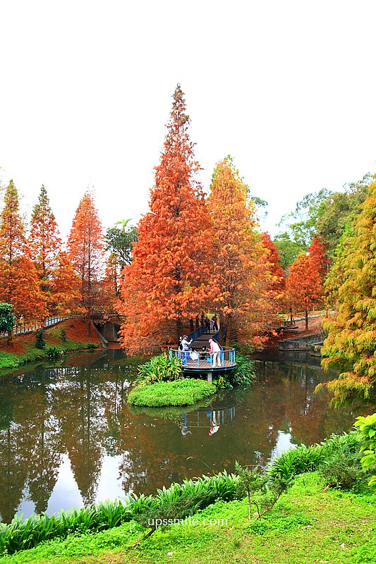 桃園景點【長庚養生文化村落羽松公園】絕美夢幻水上木棧道落羽松秘境 桃園景點【長庚養生文化村落羽松公園】絕美夢幻水上木棧道落羽松秘境