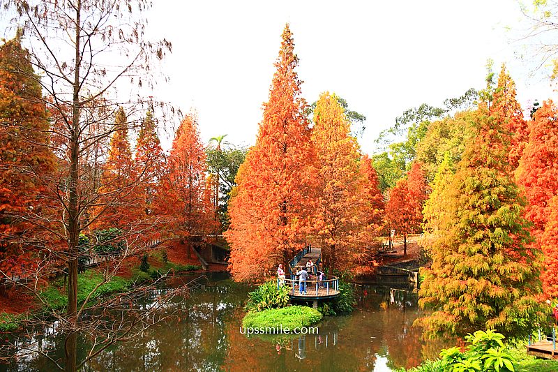 桃園景點【長庚養生文化村落羽松公園】絕美夢幻水上木棧道落羽松秘境 桃園景點【長庚養生文化村落羽松公園】絕美夢幻水上木棧道落羽松秘境