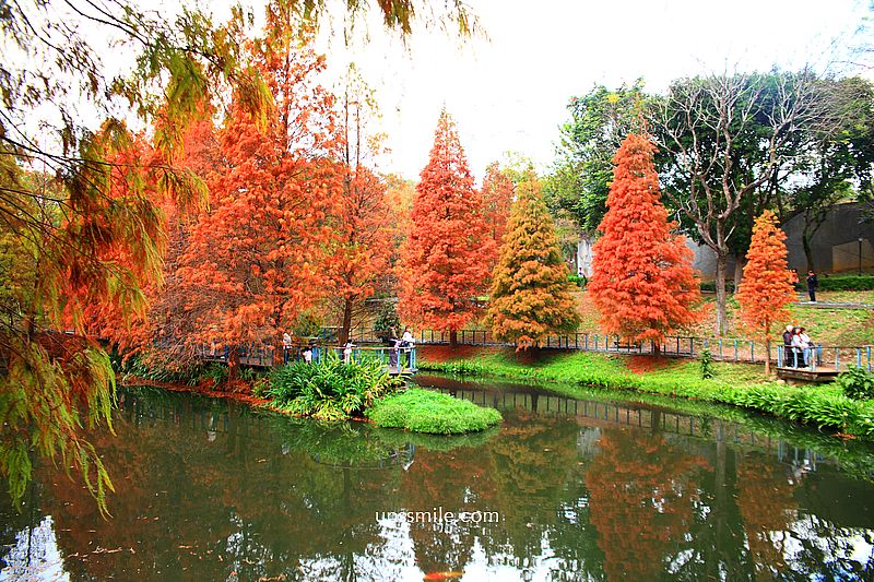 桃園景點【長庚養生文化村落羽松公園】絕美夢幻水上木棧道落羽松秘境 桃園景點【長庚養生文化村落羽松公園】絕美夢幻水上木棧道落羽松秘境