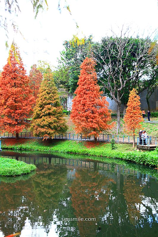 桃園景點【長庚養生文化村落羽松公園】絕美夢幻水上木棧道落羽松秘境 桃園景點【長庚養生文化村落羽松公園】絕美夢幻水上木棧道落羽松秘境