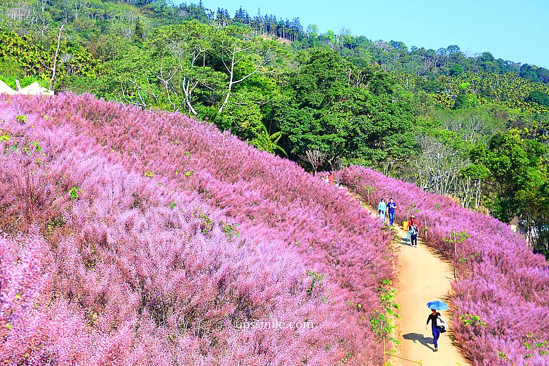 南投國姓景點【九尖茶廠麝香木】南投花海2026麝香木2000坪粉紫花海秘境