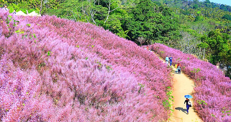 網站近期文章：南投國姓景點【九尖茶廠麝香木】南投花海2026麝香木2000坪粉紫花海秘境