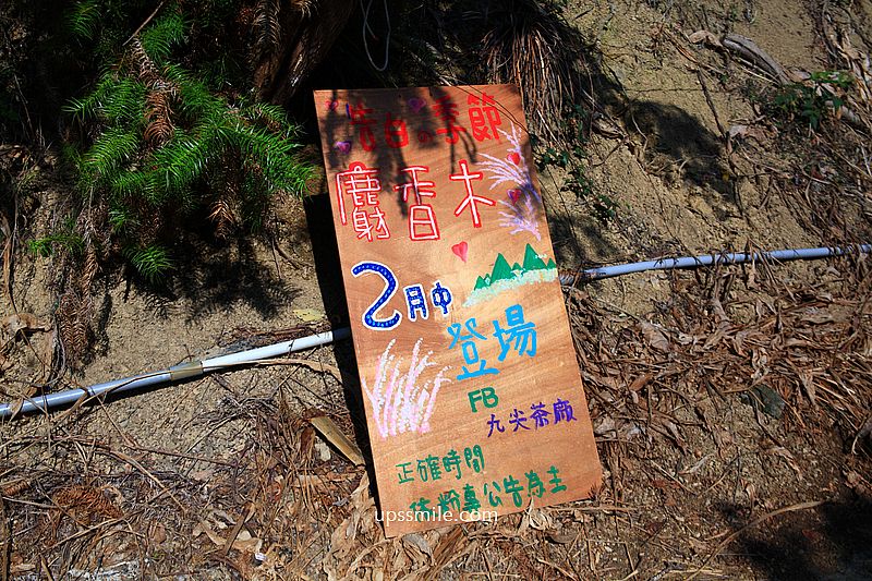 南投國姓景點【九尖茶廠麝香木】南投花海2026麝香木2000坪粉紫花海秘境