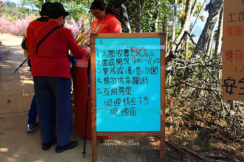 南投國姓景點【九尖茶廠麝香木】南投花海2026麝香木2000坪粉紫花海秘境