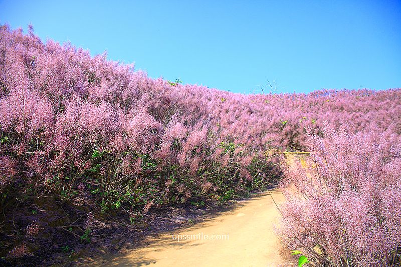南投國姓景點【九尖茶廠麝香木】南投花海2026麝香木2000坪粉紫花海秘境