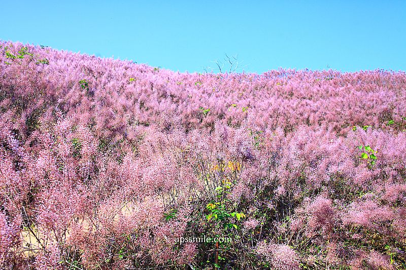 南投國姓景點【九尖茶廠麝香木】南投花海2026麝香木2000坪粉紫花海秘境