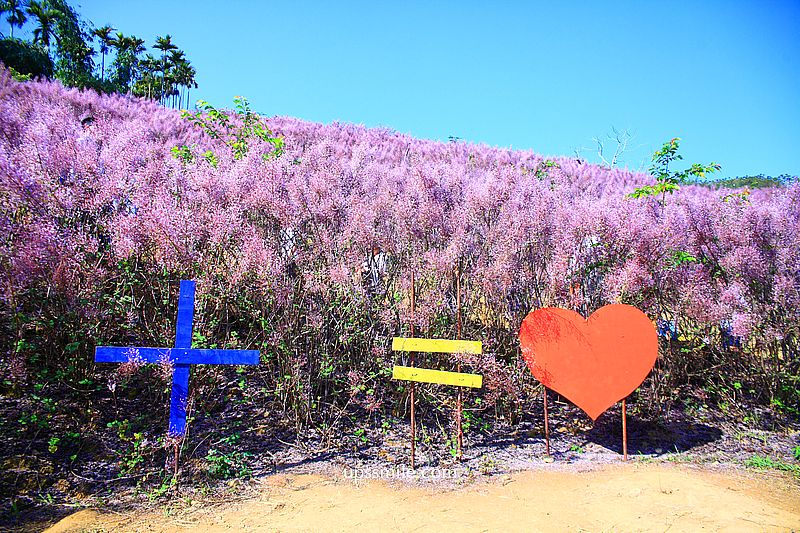 南投國姓景點【九尖茶廠麝香木】南投花海2026麝香木2000坪粉紫花海秘境