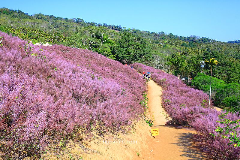 南投國姓景點【九尖茶廠麝香木】南投花海2026麝香木2000坪粉紫花海秘境