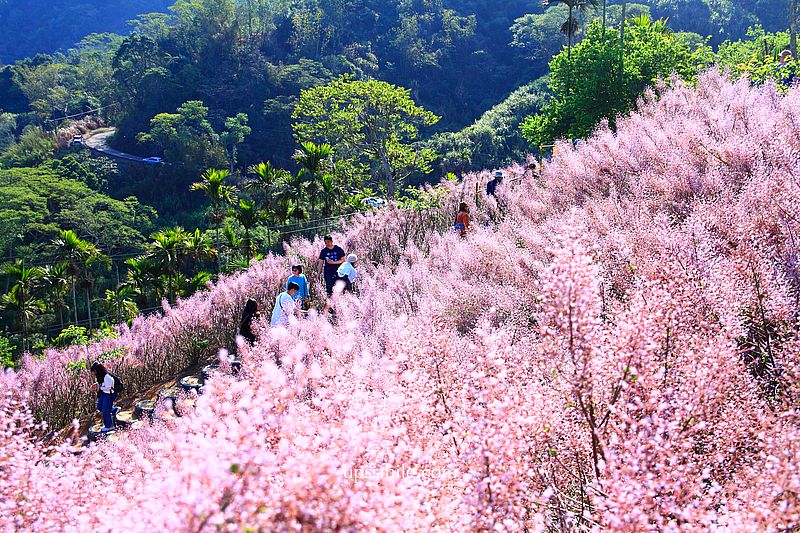 南投國姓景點【九尖茶廠麝香木】南投花海2026麝香木2000坪粉紫花海秘境