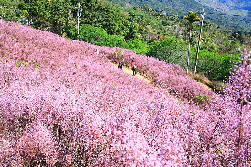 南投國姓景點【九尖茶廠麝香木】南投花海2026麝香木2000坪粉紫花海秘境