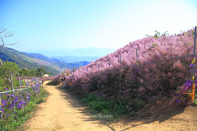 南投國姓景點【九尖茶廠麝香木】南投花海2026麝香木2000坪粉紫花海秘境