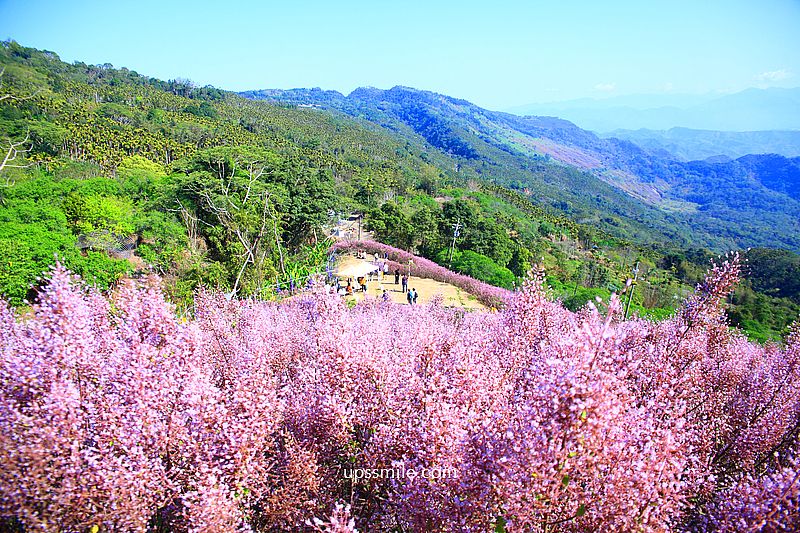 南投國姓景點【九尖茶廠麝香木】南投花海2026麝香木2000坪粉紫花海秘境