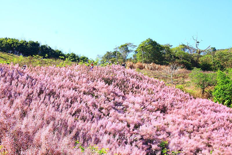 南投國姓景點【九尖茶廠麝香木】南投花海2026麝香木2000坪粉紫花海秘境