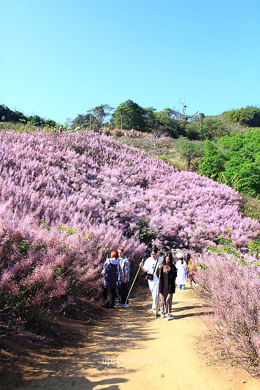 南投國姓景點【九尖茶廠麝香木】南投花海2026麝香木2000坪粉紫花海秘境