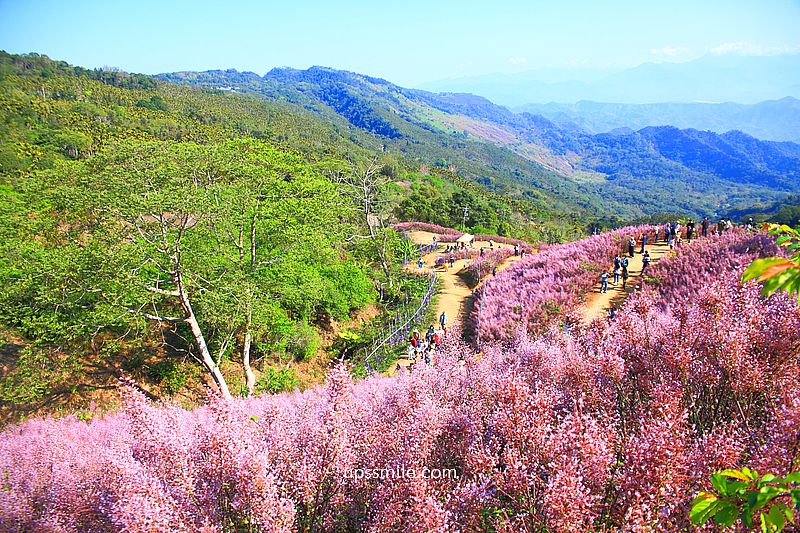 南投國姓景點【九尖茶廠麝香木】南投花海2026麝香木2000坪粉紫花海秘境