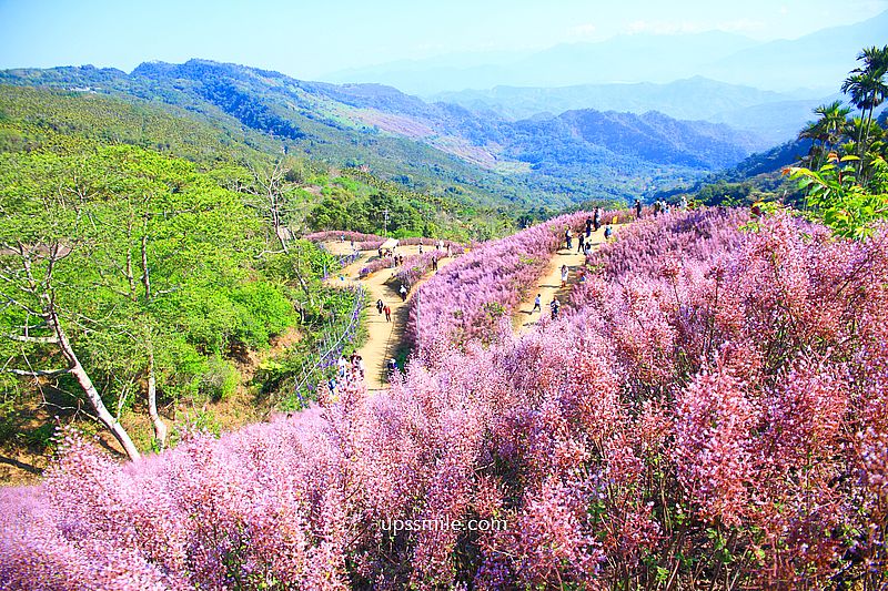 南投國姓景點【九尖茶廠麝香木】南投花海2026麝香木2000坪粉紫花海秘境