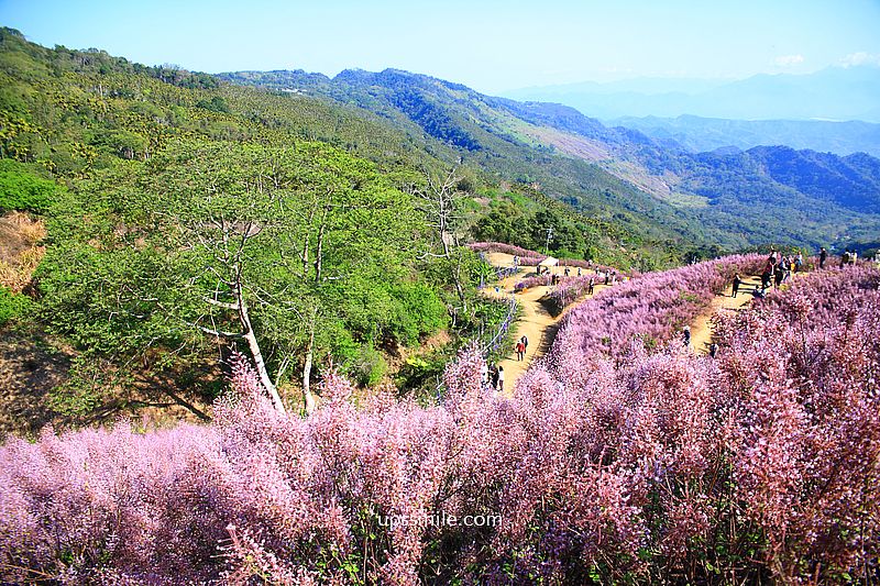南投國姓景點【九尖茶廠麝香木】南投花海2026麝香木2000坪粉紫花海秘境