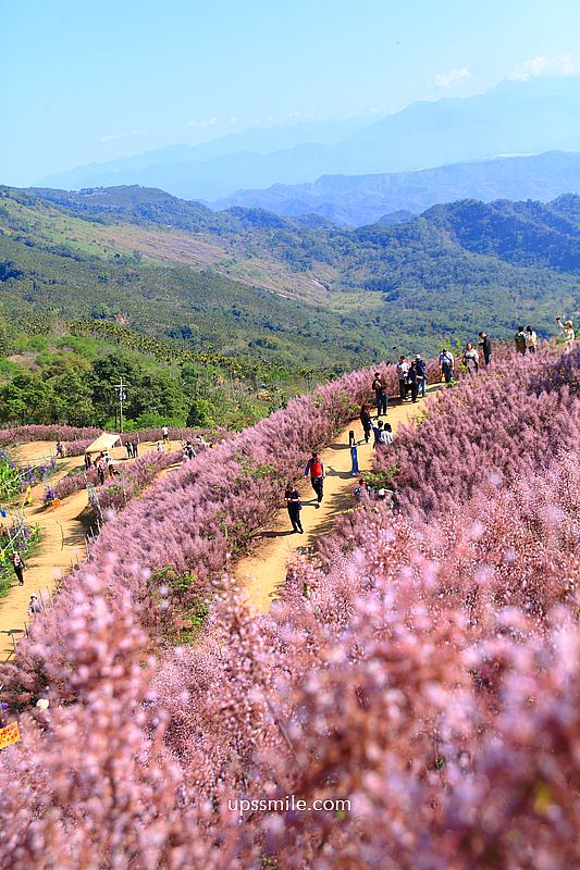 南投國姓景點【九尖茶廠麝香木】南投花海2026麝香木2000坪粉紫花海秘境
