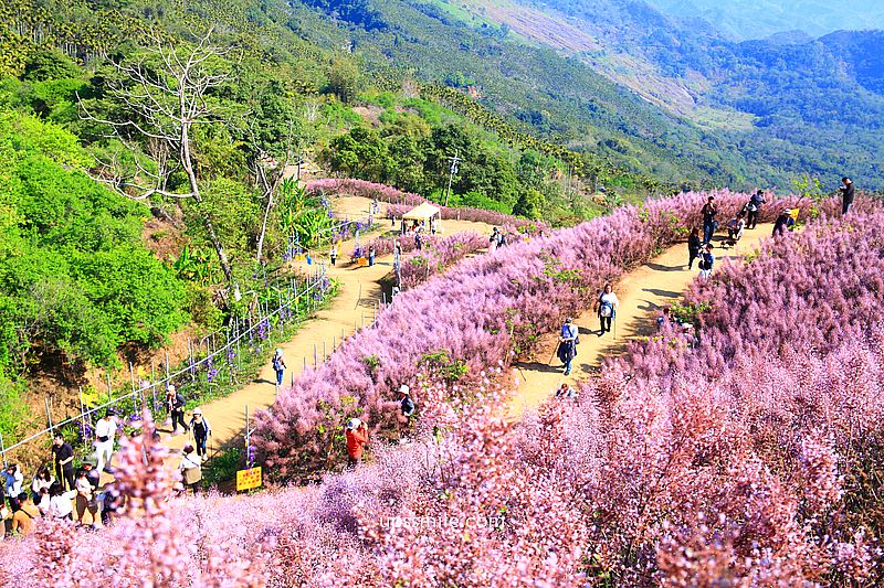 南投國姓景點【九尖茶廠麝香木】南投花海2026麝香木2000坪粉紫花海秘境