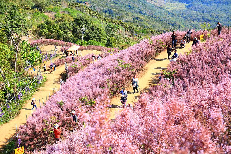 南投國姓景點【九尖茶廠麝香木】南投花海2026麝香木2000坪粉紫花海秘境