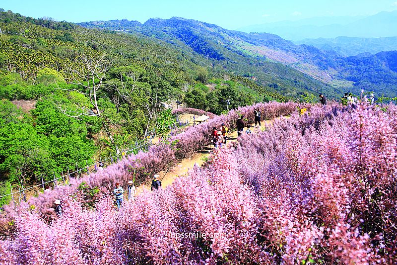 南投國姓景點【九尖茶廠麝香木】南投花海2026麝香木2000坪粉紫花海秘境