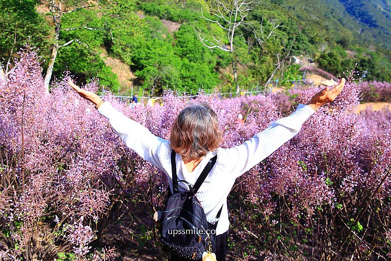 南投國姓景點【九尖茶廠麝香木】南投花海2026麝香木2000坪粉紫花海秘境