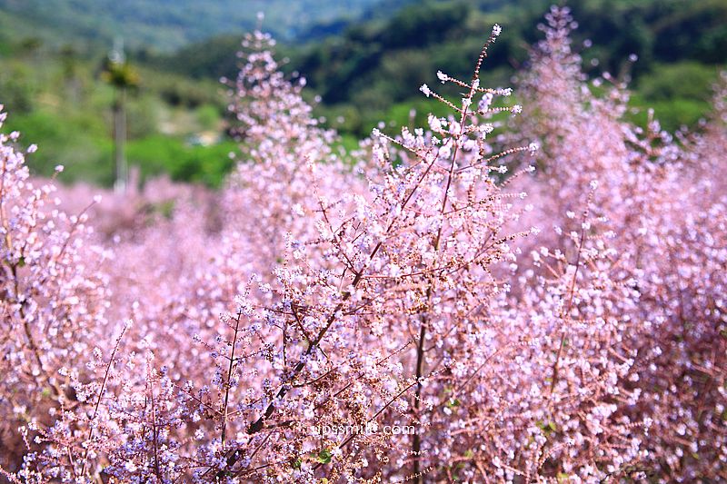 南投國姓景點【九尖茶廠麝香木】南投花海2026麝香木2000坪粉紫花海秘境