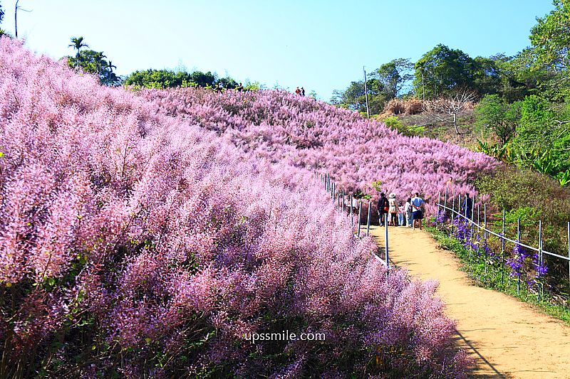 南投國姓景點【九尖茶廠麝香木】南投花海2026麝香木2000坪粉紫花海秘境
