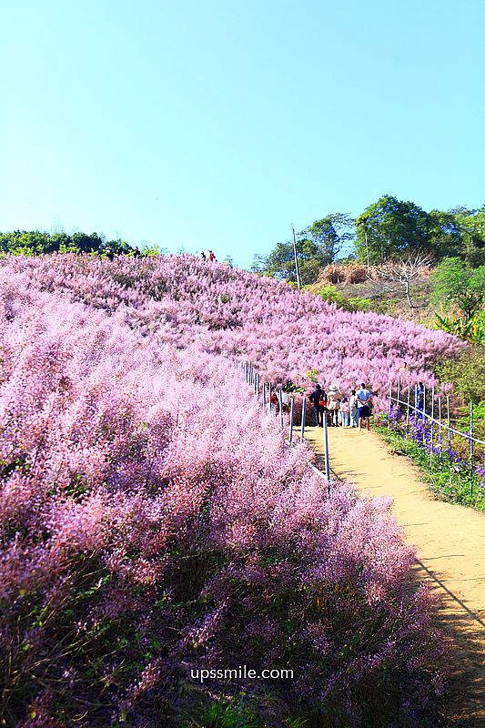 南投國姓景點【九尖茶廠麝香木】南投花海2026麝香木2000坪粉紫花海秘境