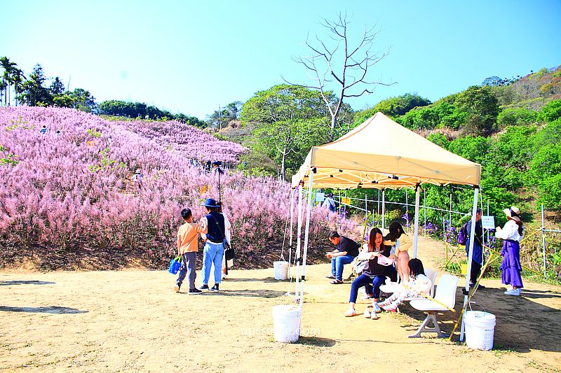 南投國姓景點【九尖茶廠麝香木】南投花海2026麝香木2000坪粉紫花海秘境