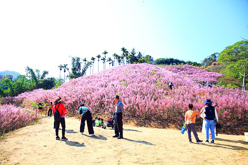 南投國姓景點【九尖茶廠麝香木】南投花海2026麝香木2000坪粉紫花海秘境