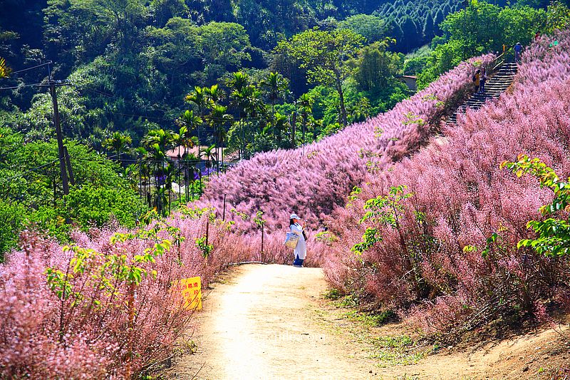 南投國姓景點【九尖茶廠麝香木】南投花海2026麝香木2000坪粉紫花海秘境