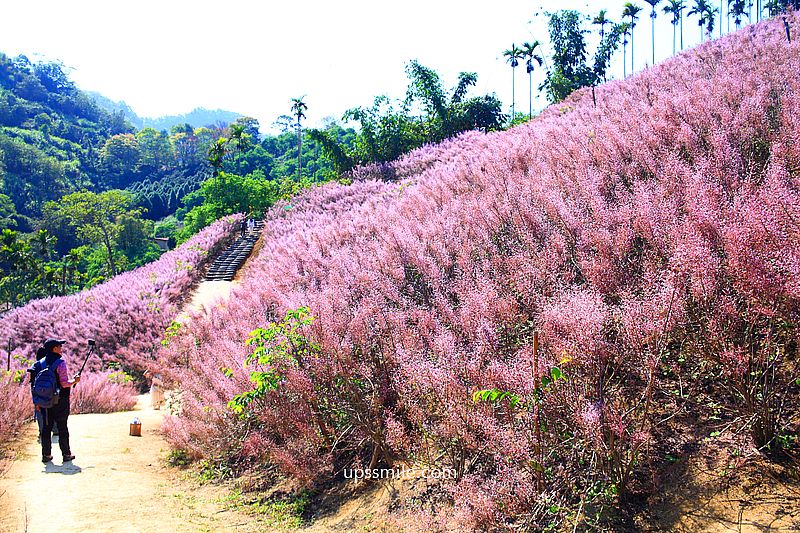 南投國姓景點【九尖茶廠麝香木】南投花海2026麝香木2000坪粉紫花海秘境
