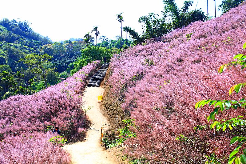 南投國姓景點【九尖茶廠麝香木】南投花海2026麝香木2000坪粉紫花海秘境