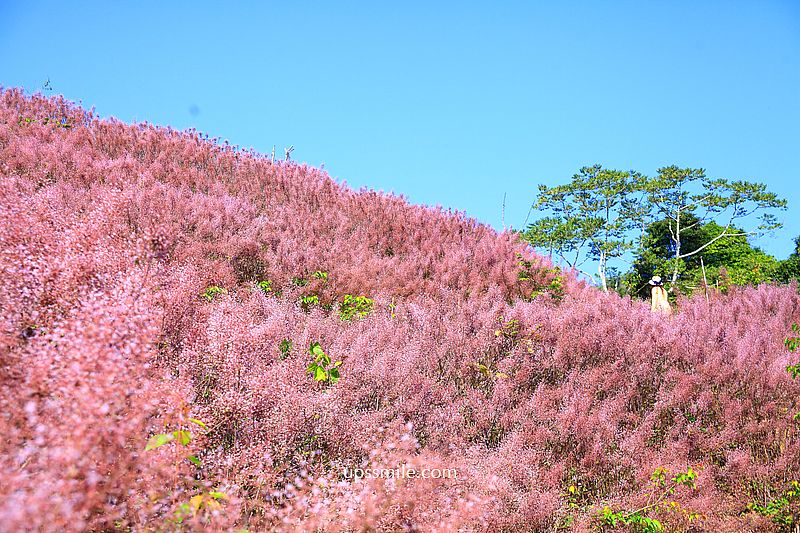 南投國姓景點【九尖茶廠麝香木】南投花海2026麝香木2000坪粉紫花海秘境