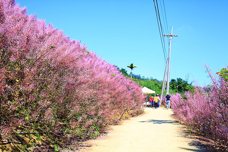 南投國姓景點【九尖茶廠麝香木】南投花海2026麝香木2000坪粉紫花海秘境