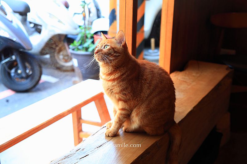 土城咖啡【蕪咖啡】土城自家烘焙咖啡廳，日式禪風木質調貓咪深夜咖啡廳
